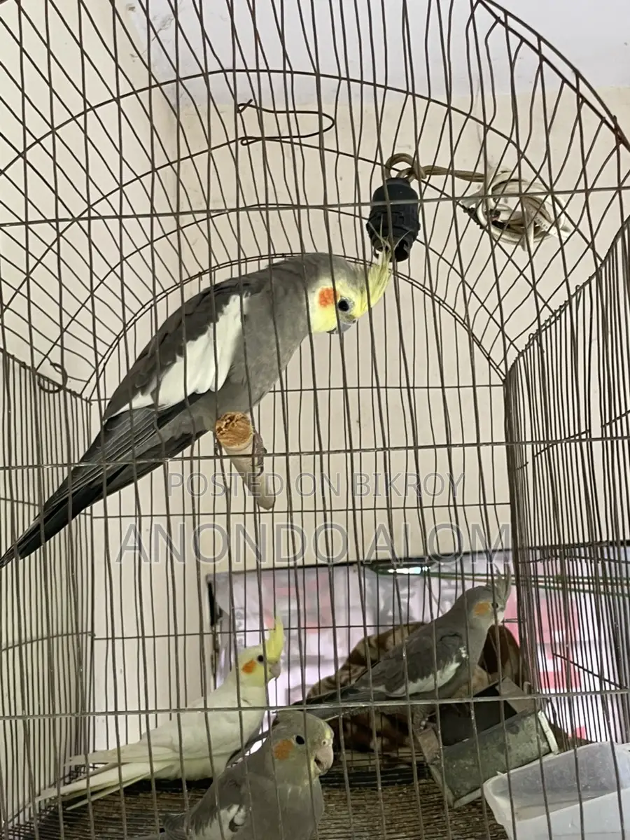 Cockatiel Bird