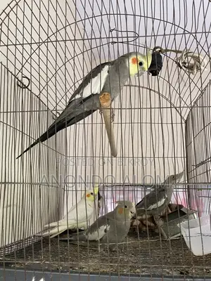Cockatiel Bird