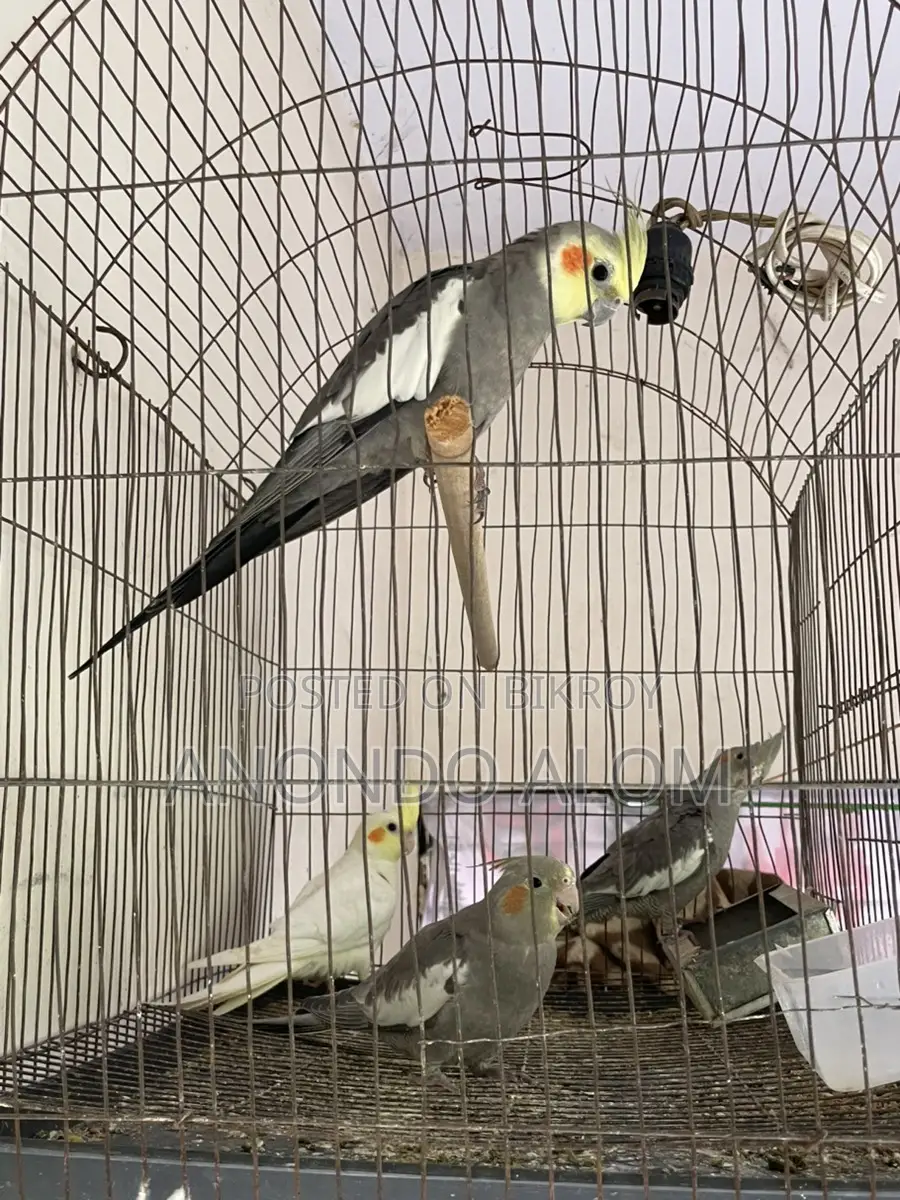 Cockatiel Bird
