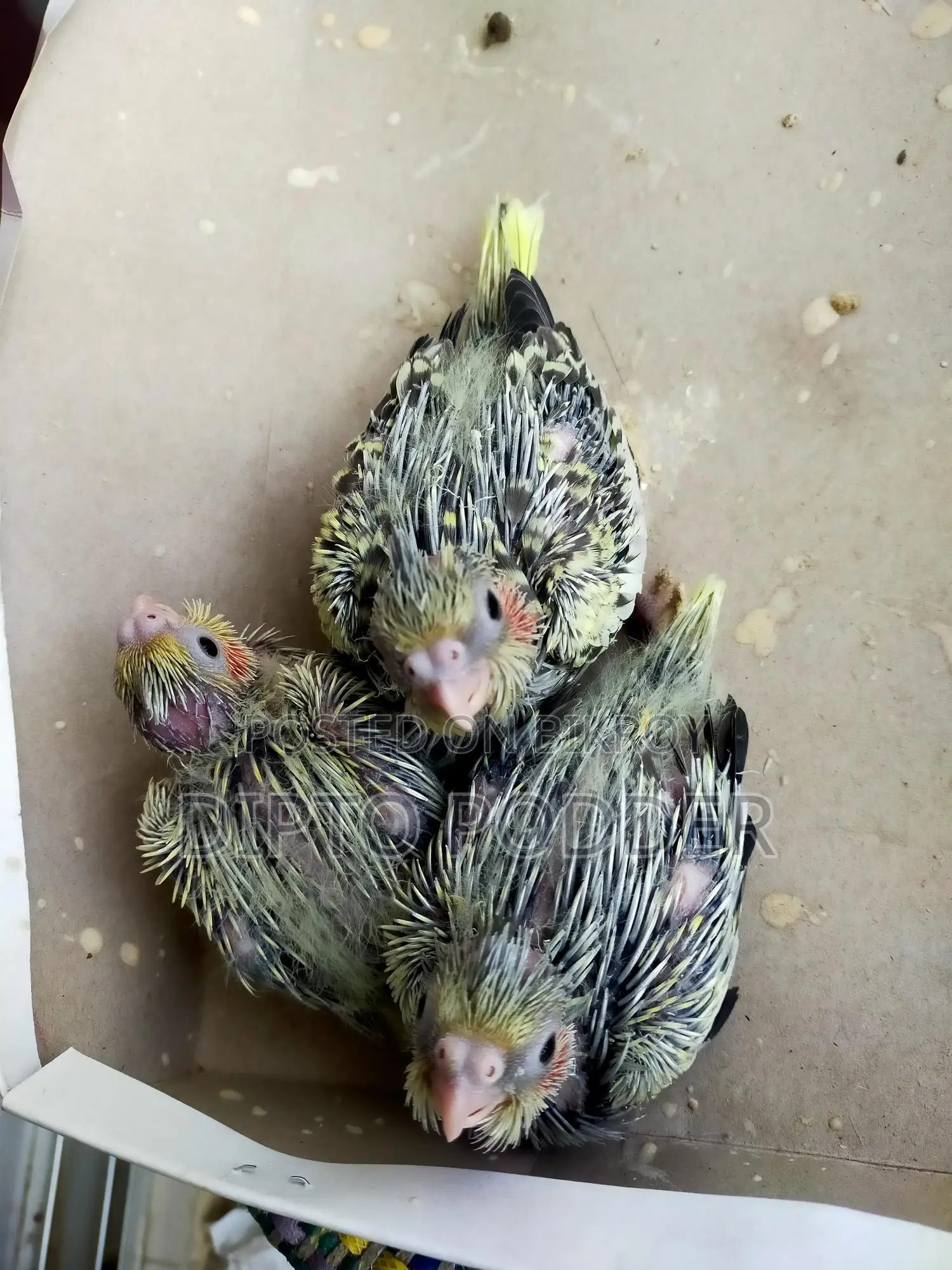 Cockatiel Tame Size Baby 🦜