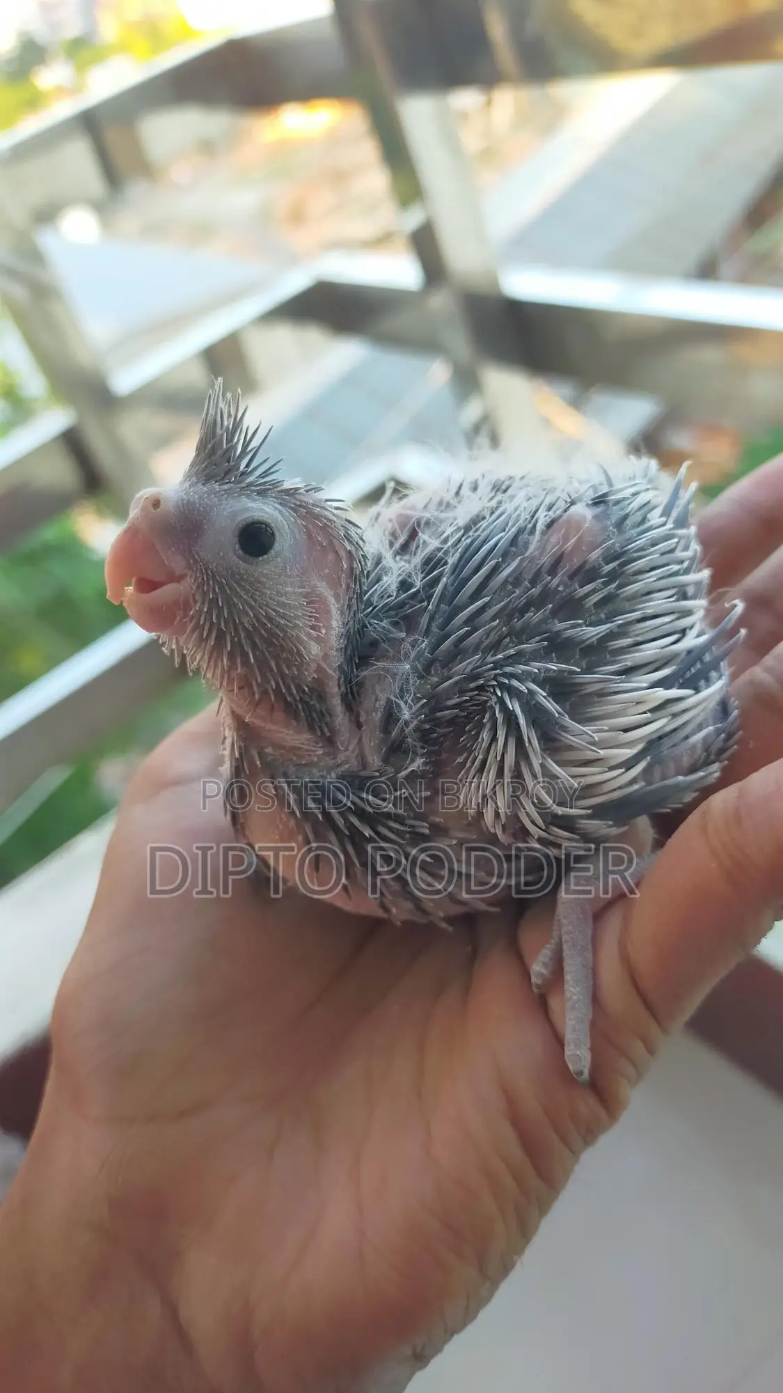 Cockatiel Tame Size Baby 🦜