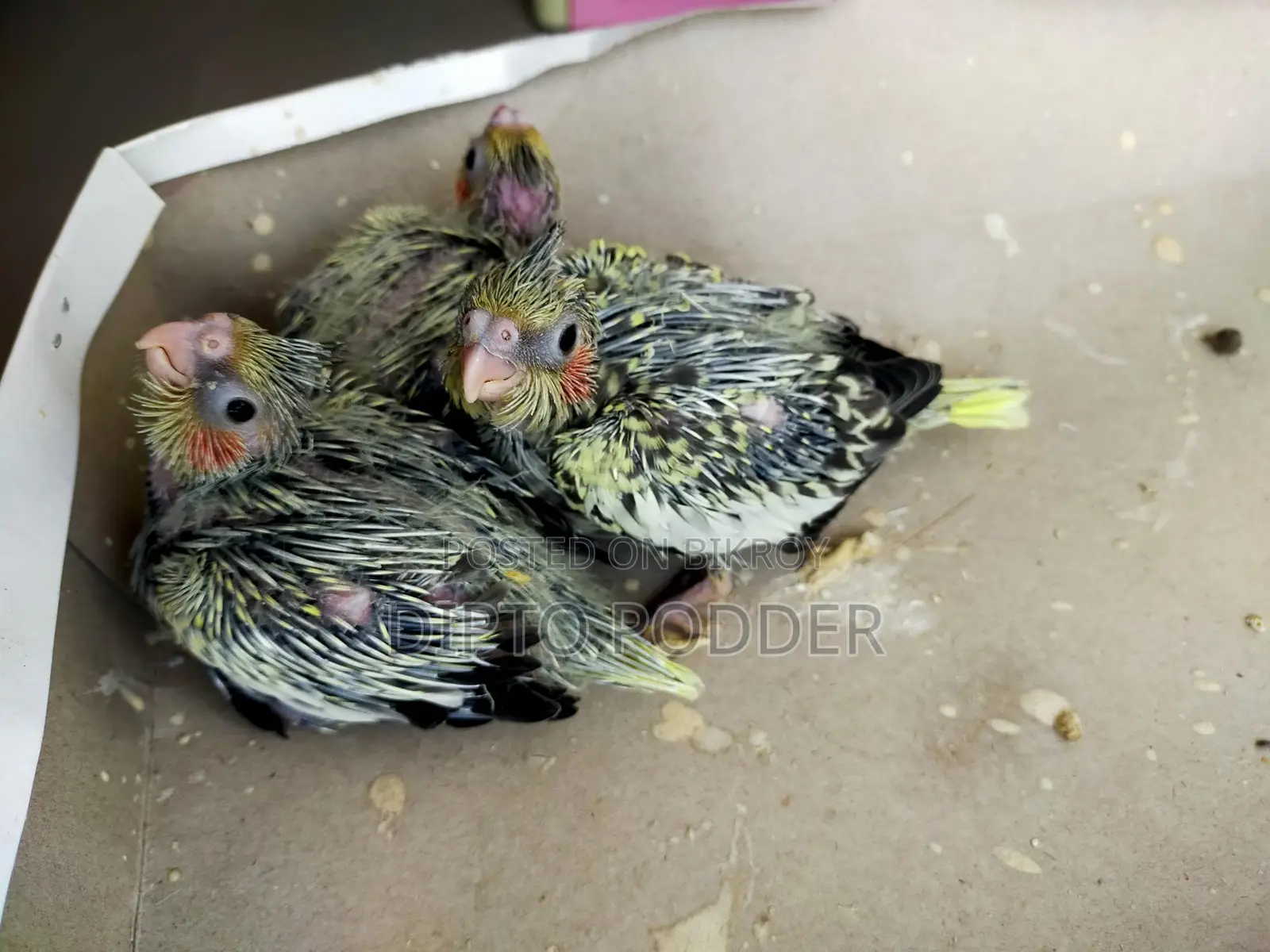 Cockatiel Tame Size Baby 🦜