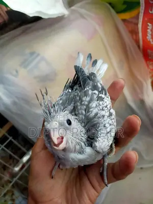 Cockatiel Tame Size Baby 🦜