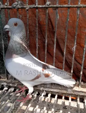 Mili Female Pigeon