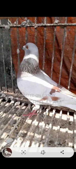 Mili Female Pigeon