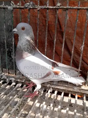 Mili Female Pigeon