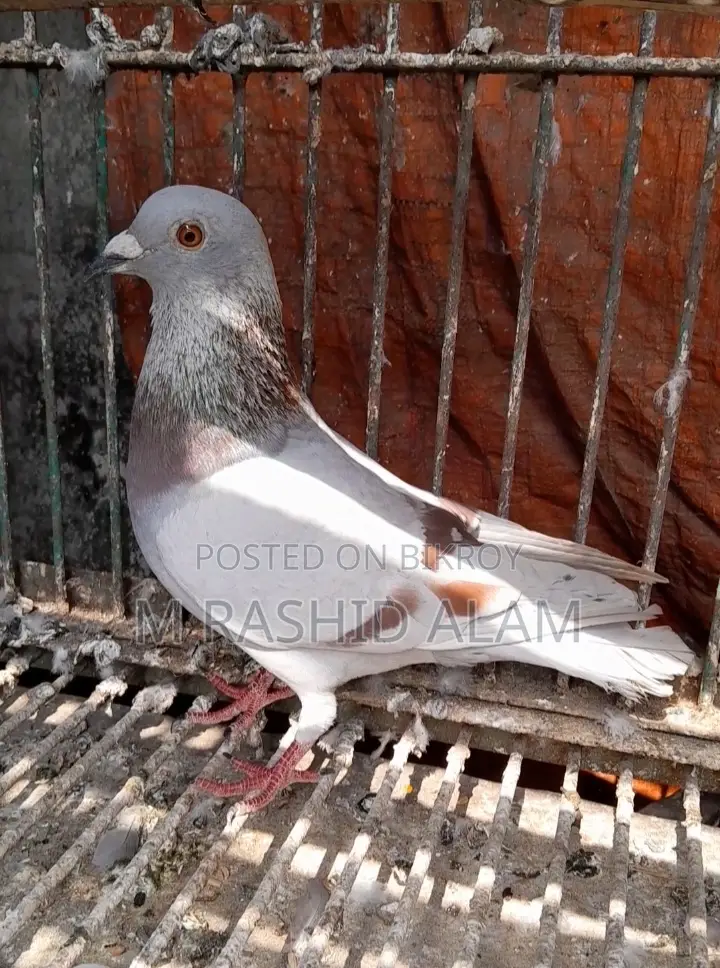 Mili Female Pigeon