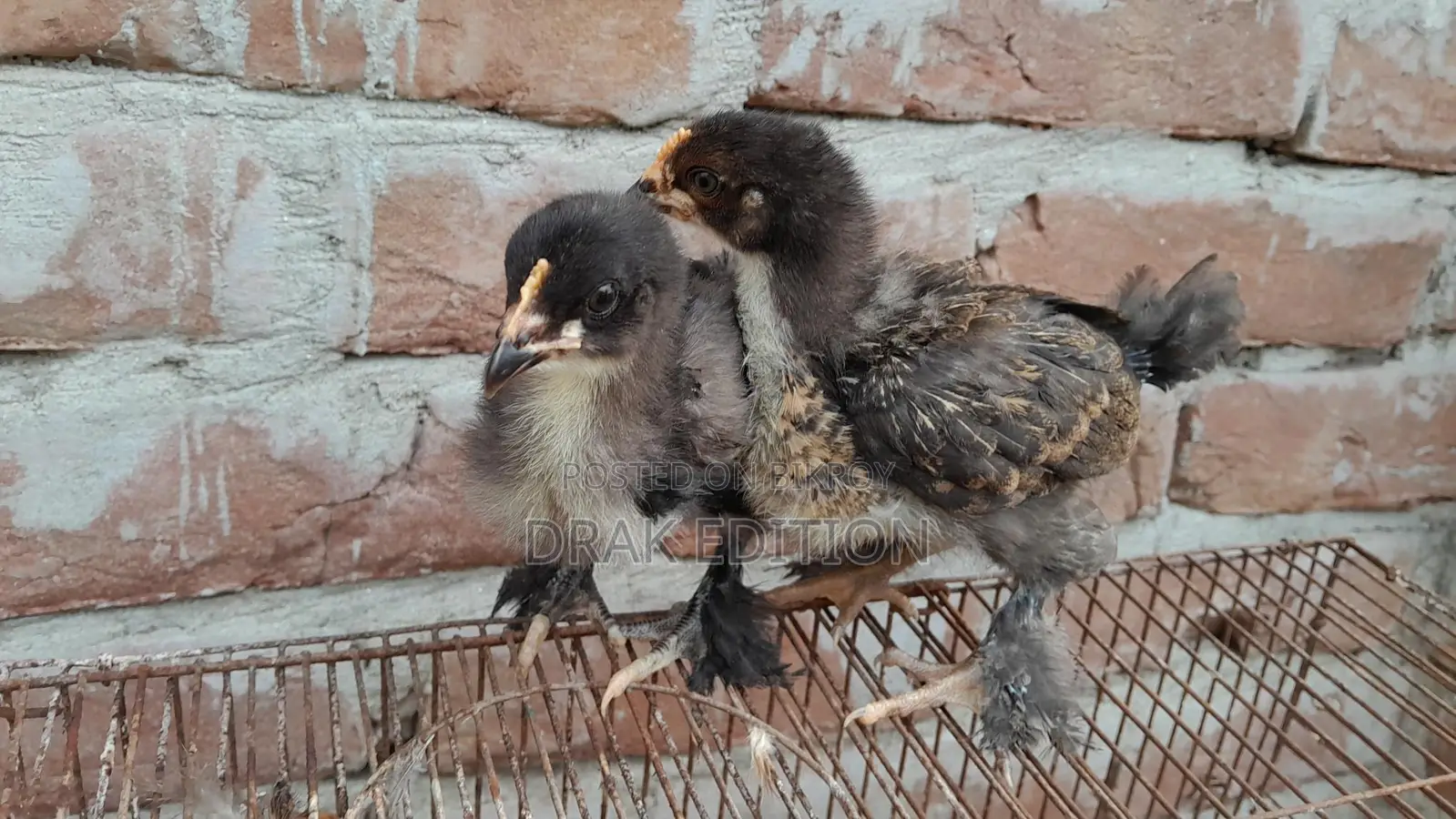 Brahma Chicken Chicks