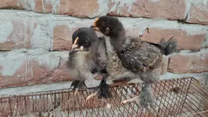 Bramha Murgir Bacca