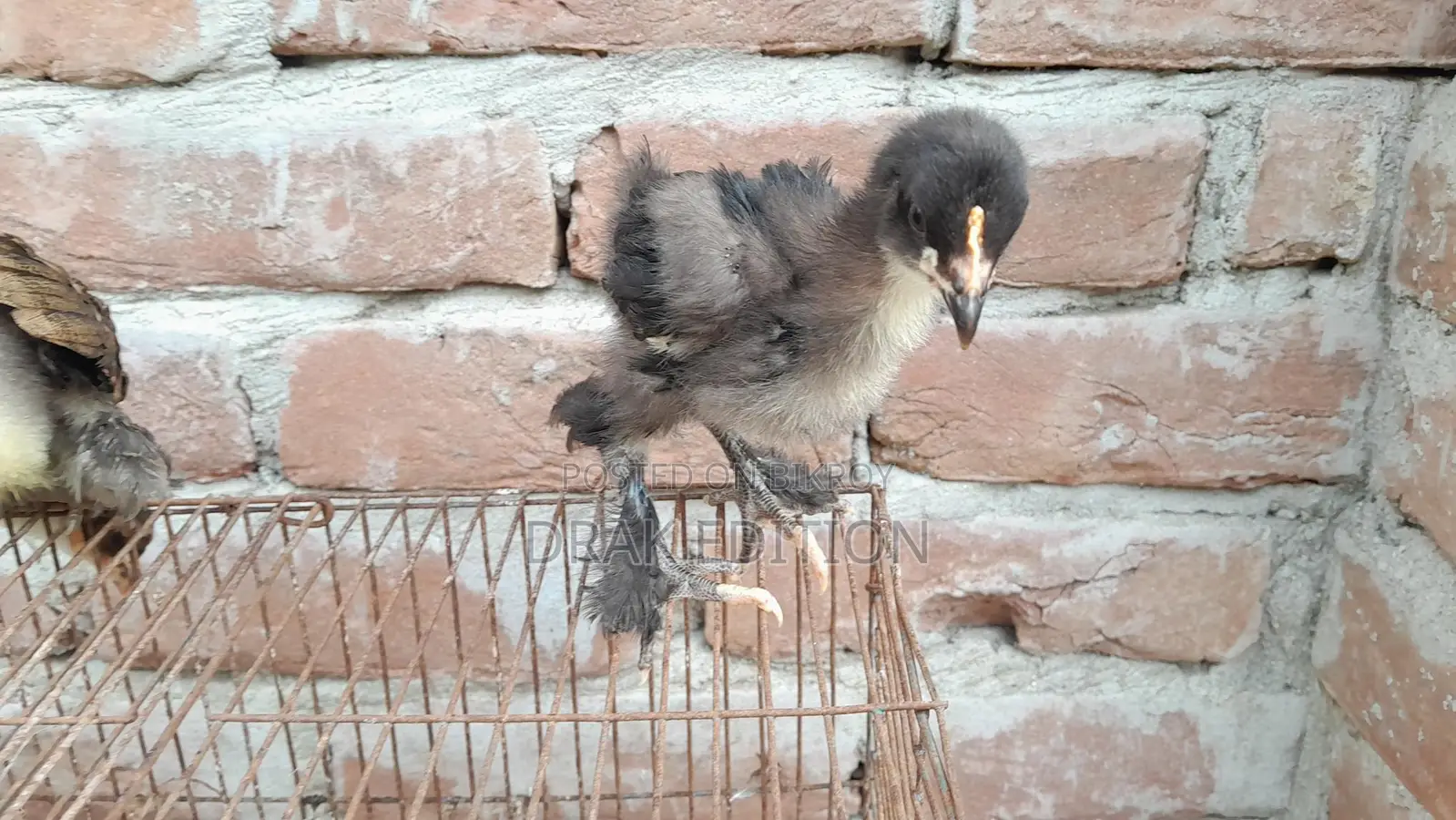 Brahma Chicken Chicks