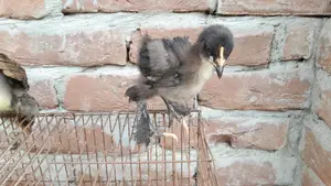 Brahma Chicken Chicks