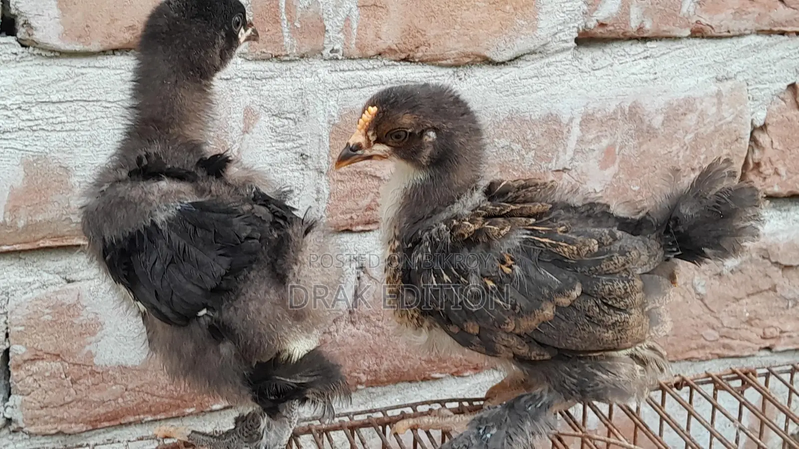 Brahma Chicken Chicks