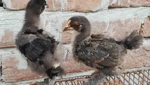 Brahma Chicken Chicks