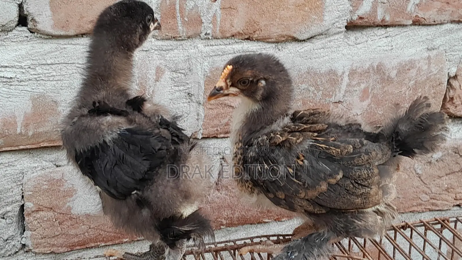 Brahma Chicken Chicks