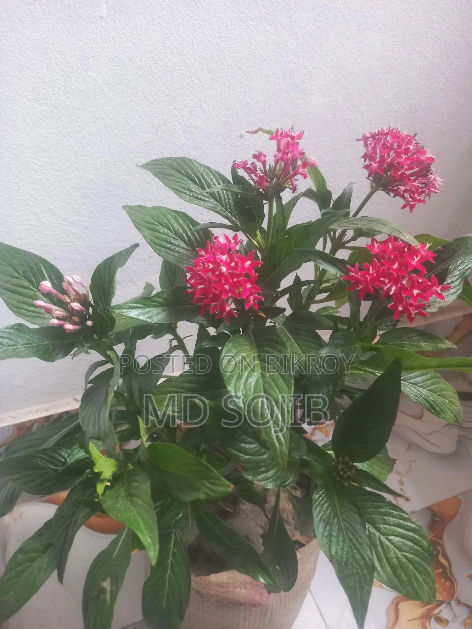 পেন্টাস ফুল গাছ