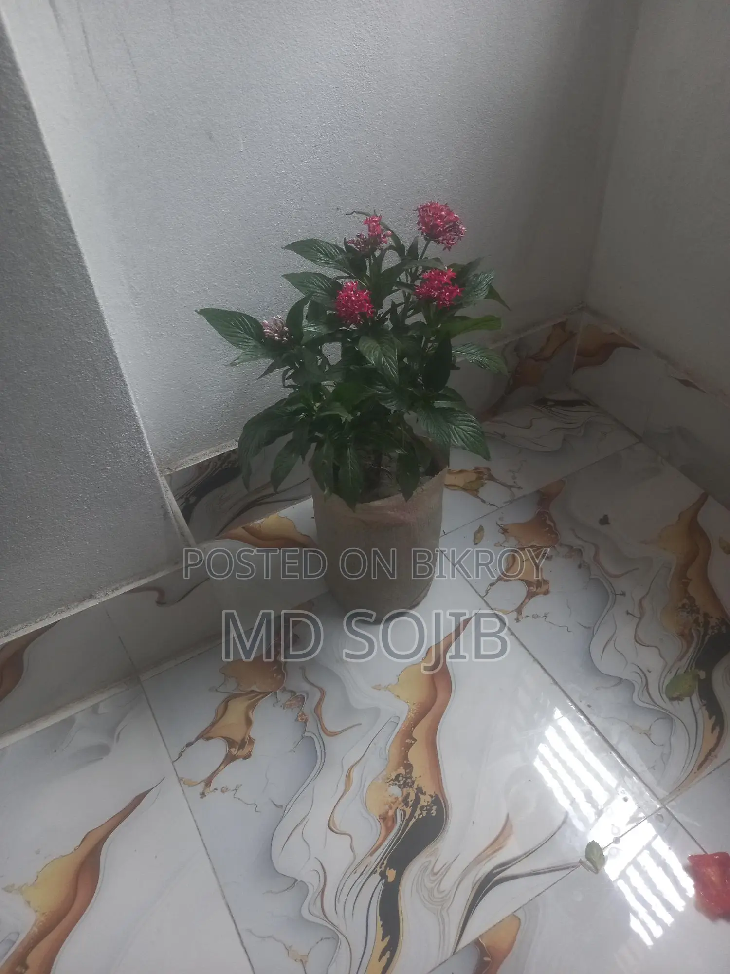 পেন্টাস ফুল গাছ