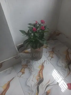 পেন্টাস ফুল গাছ