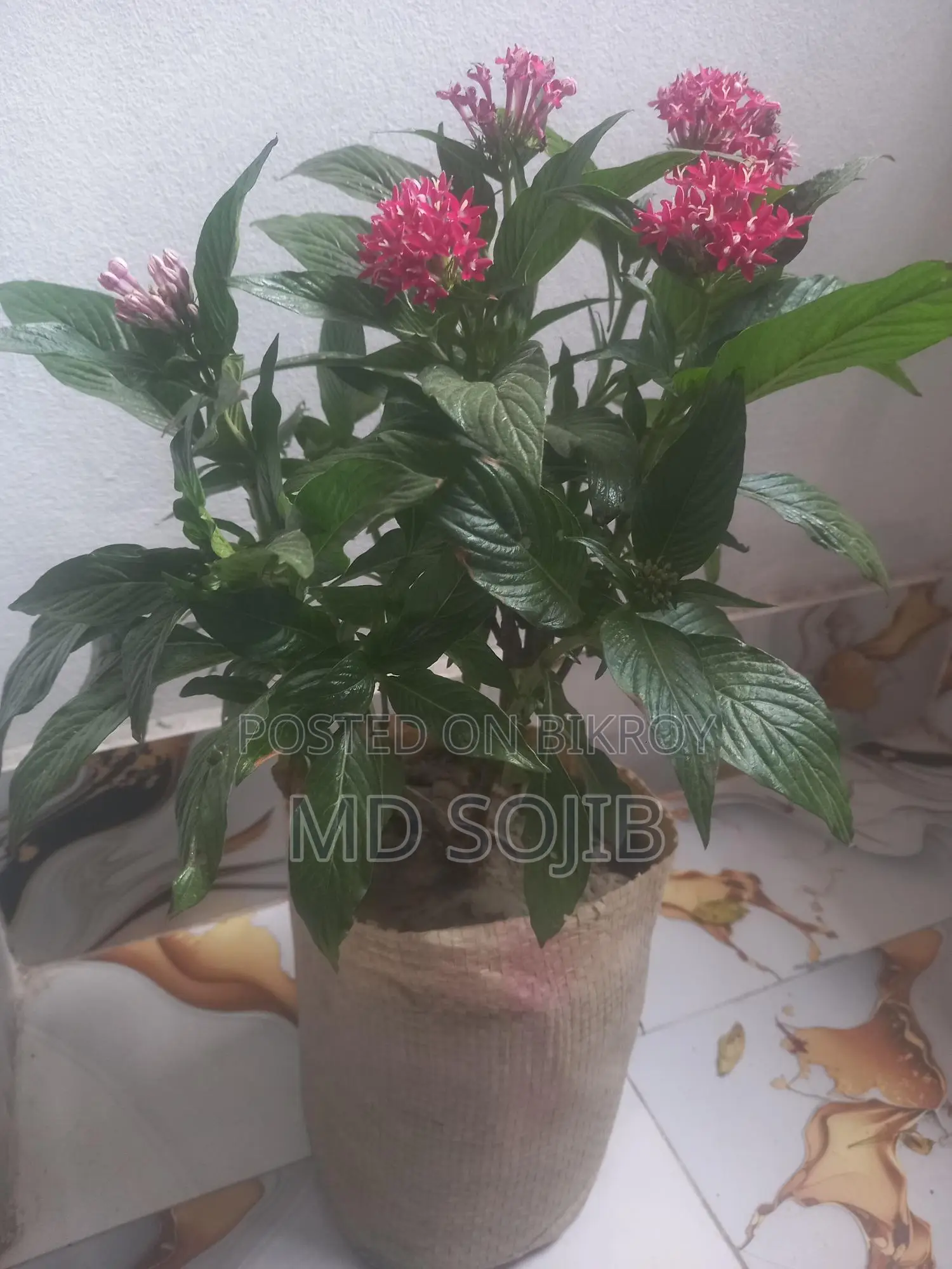 পেন্টাস ফুল গাছ