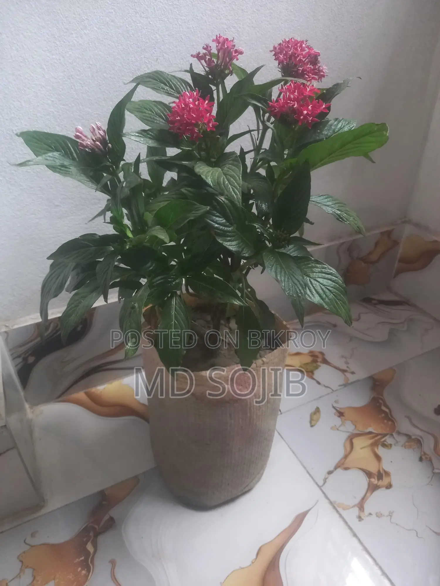 পেন্টাস ফুল গাছ