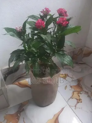 পেন্টাস ফুল গাছ