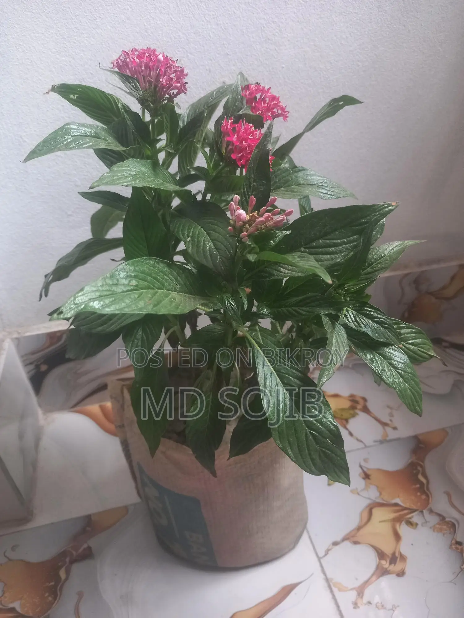 পেন্টাস ফুল গাছ