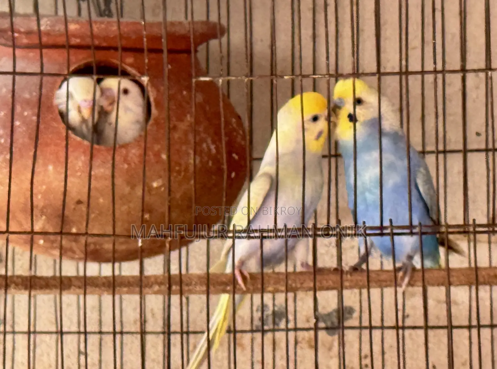 Rainbow Budgie Master Pair