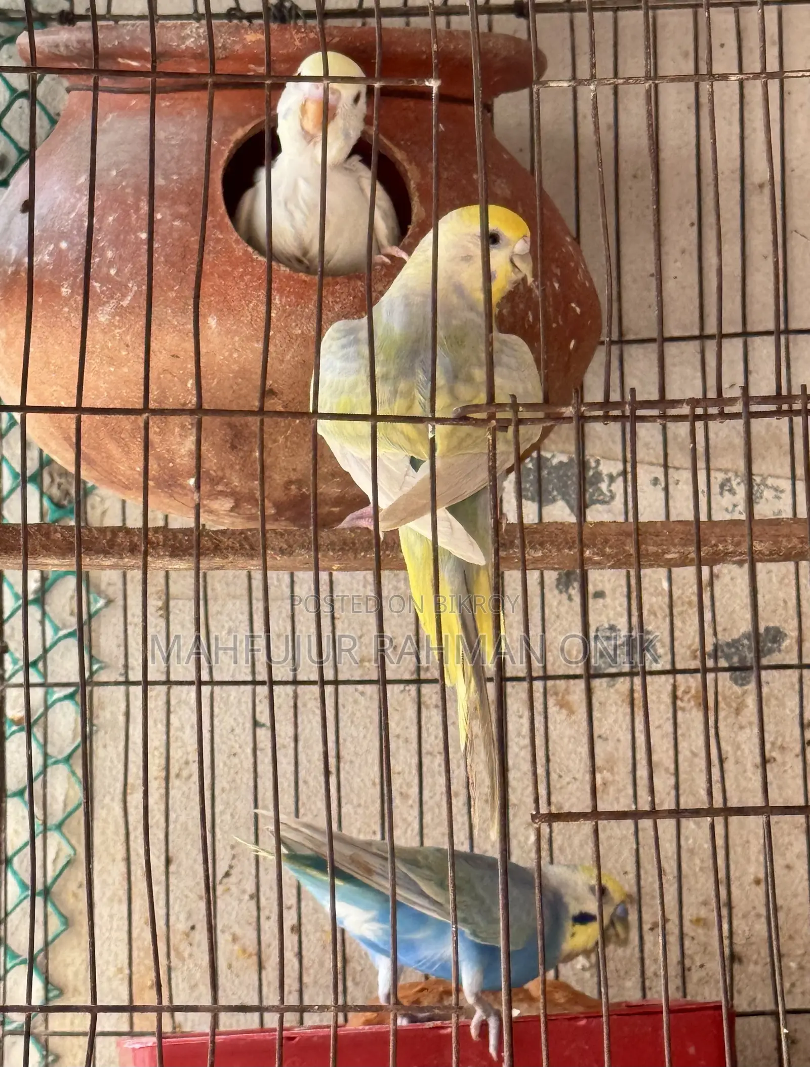 Rainbow Budgie Master Pair