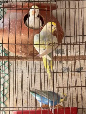 Rainbow Budgie Master Pair