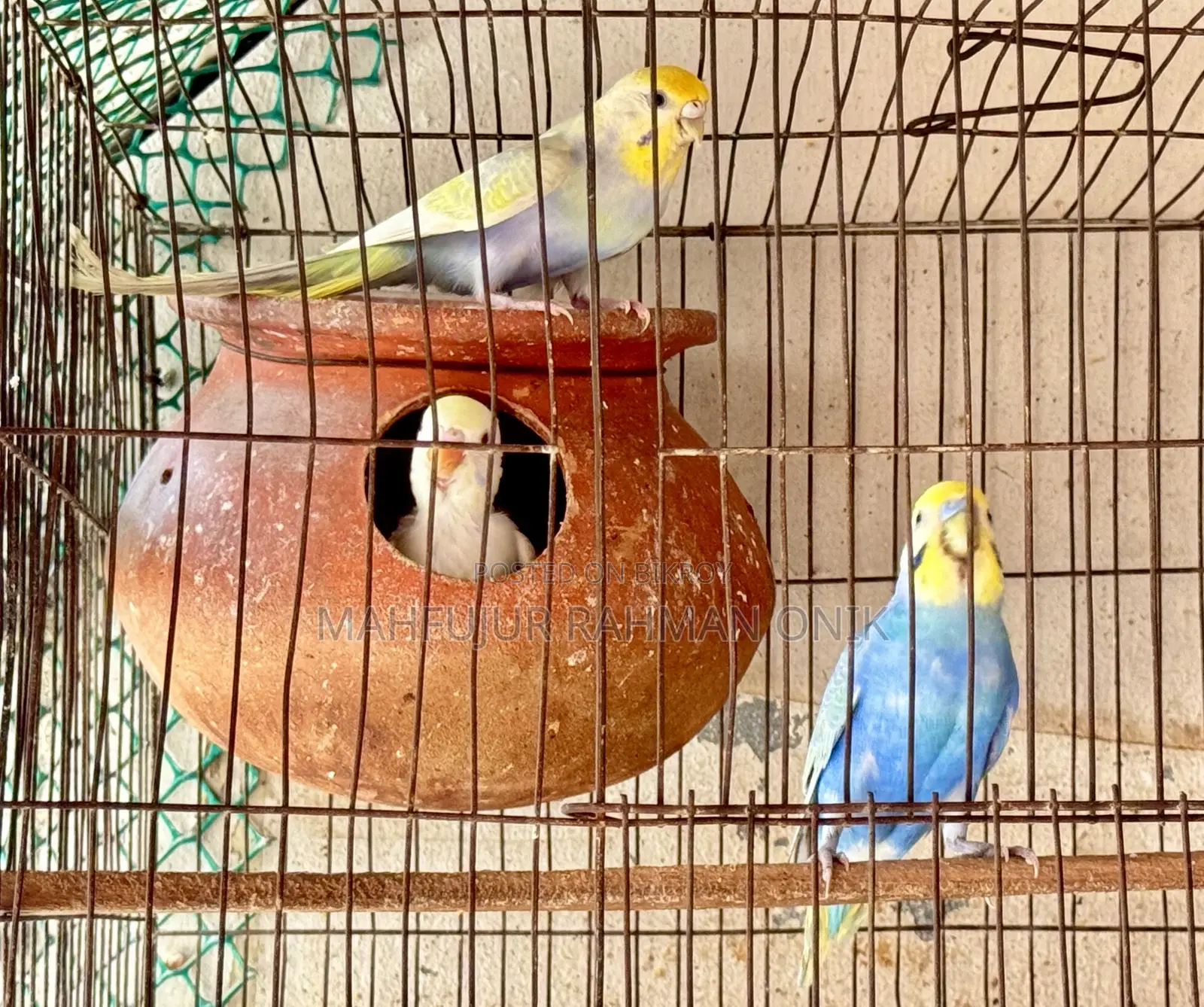 Rainbow Budgie Master Pair