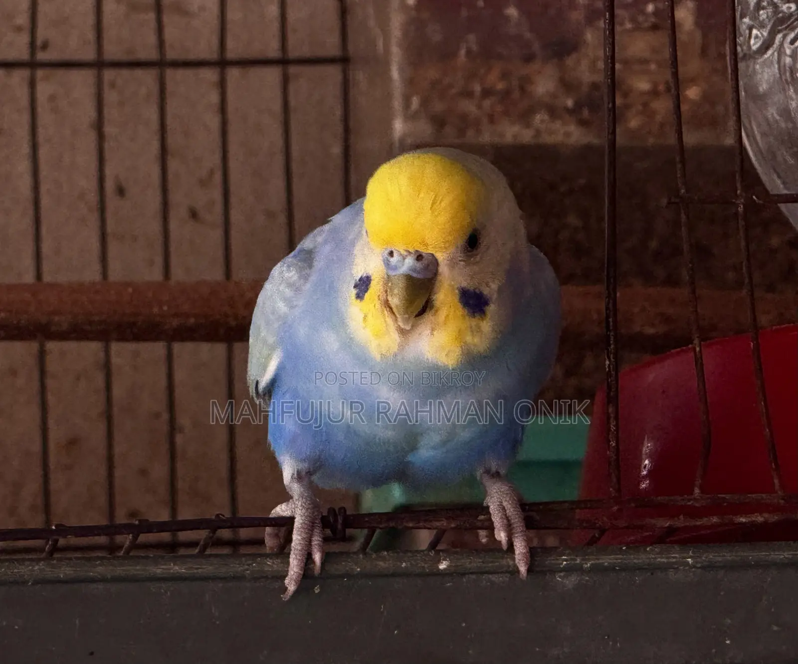 Rainbow Budgie Master Pair