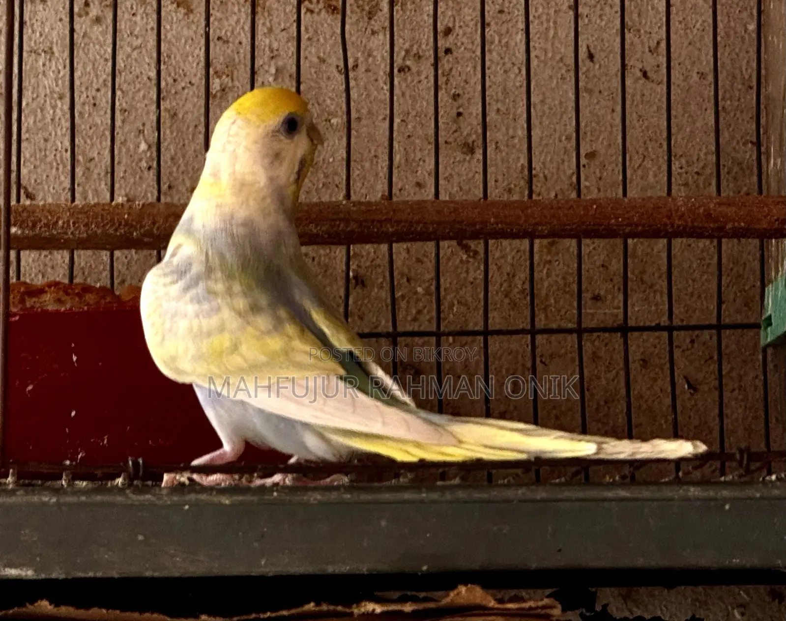 Rainbow Budgie Master Pair