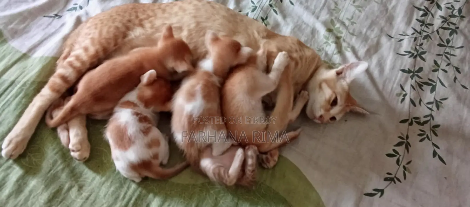 Free Adoption