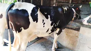 ১১৯৪নং গাভী ভালো জাতের বিক্রয় হবে ।