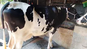 High-Quality Cow for Sale (No. 1194)