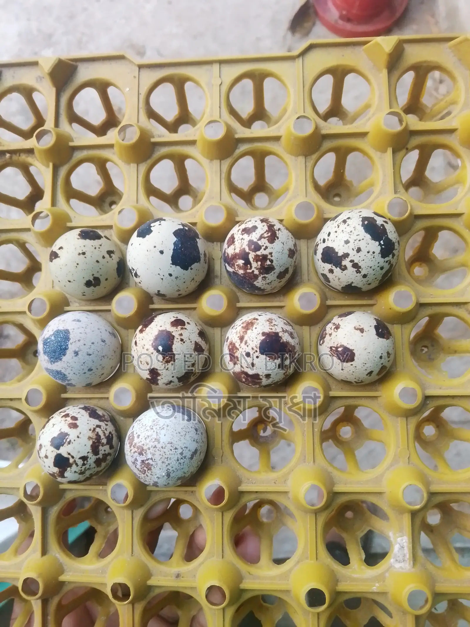 Quail hatching eggs for sale.