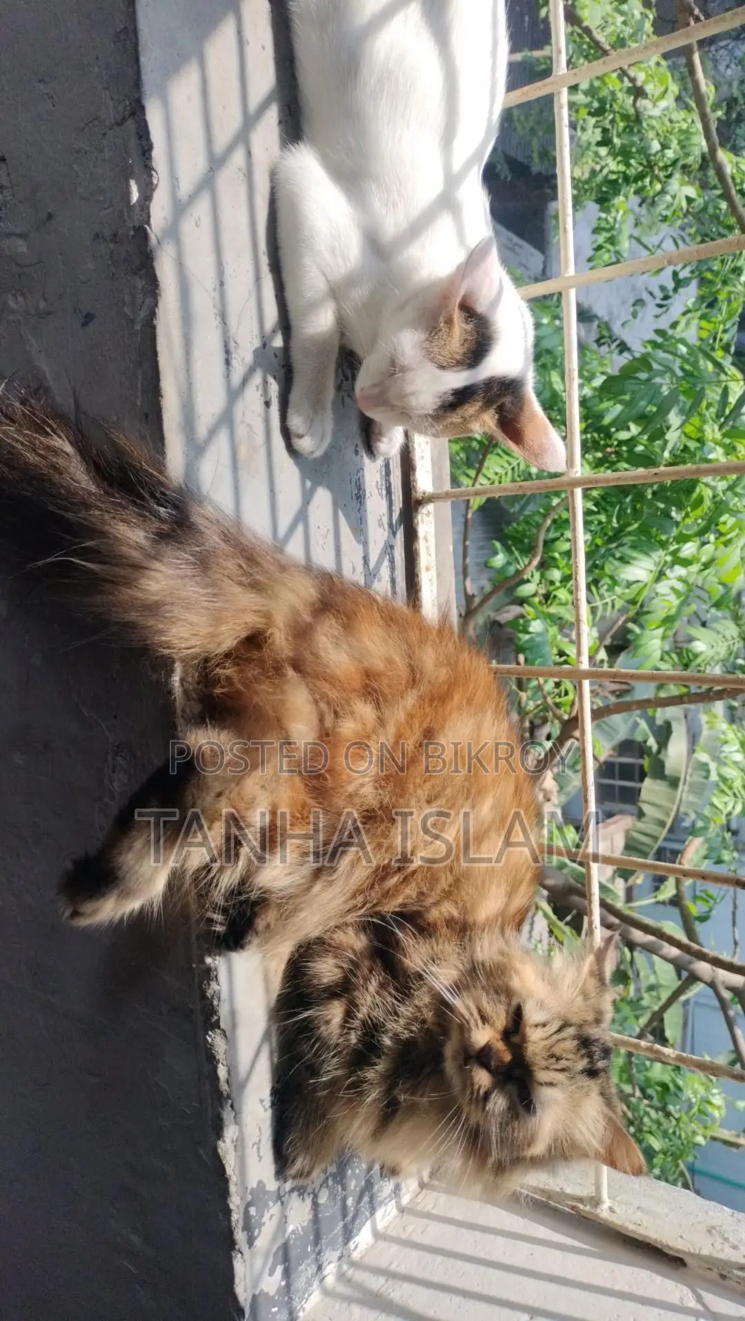 পার্সিয়ান ক্যাট