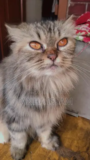 পার্সিয়ান ক্যাট