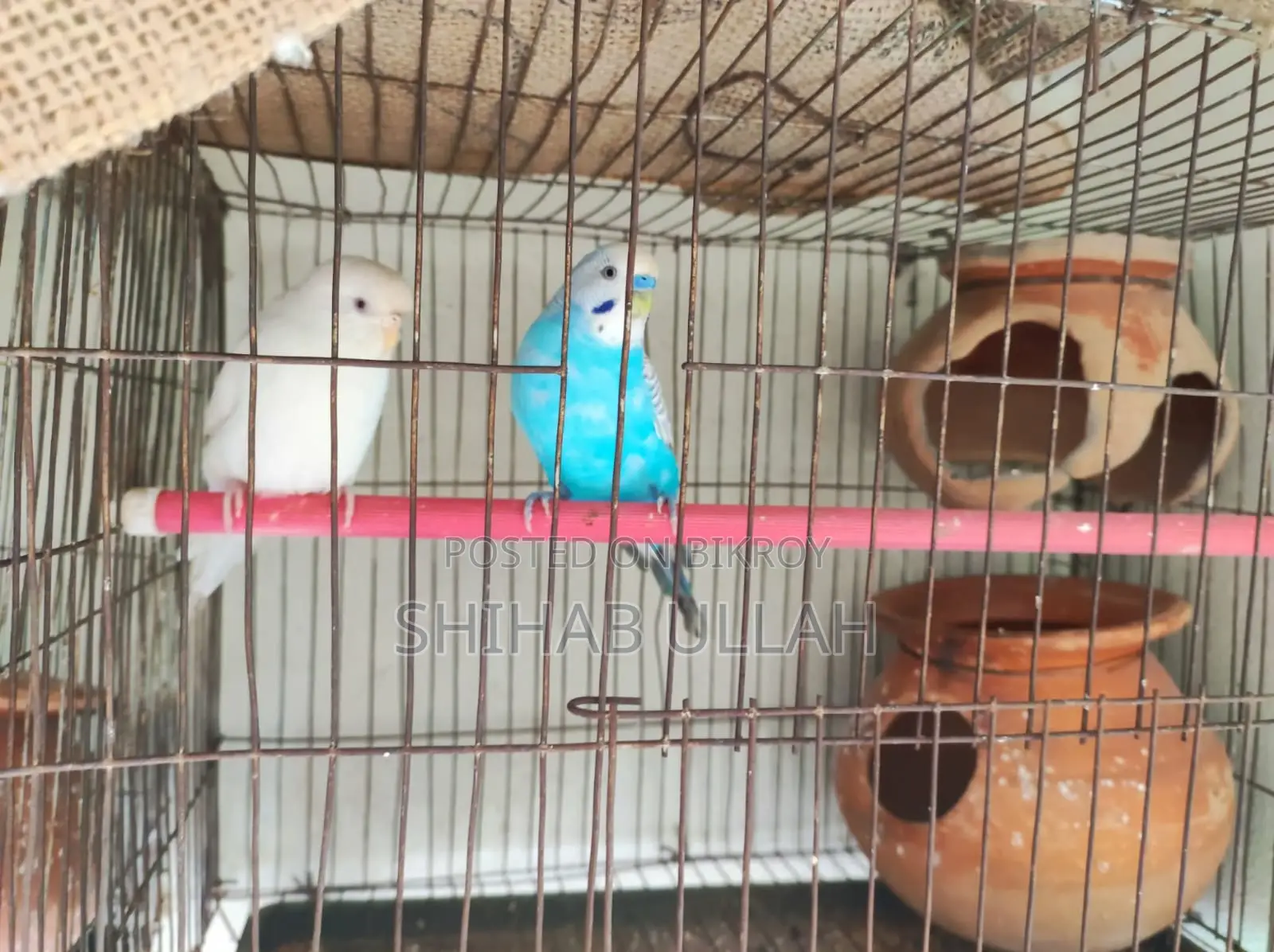 Colorful feathered birds looking for a loving home