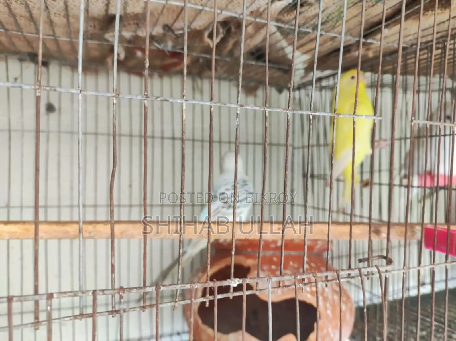 Colorful feathered birds looking for a loving home