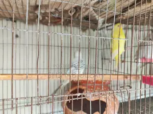 Colorful feathered birds looking for a loving home