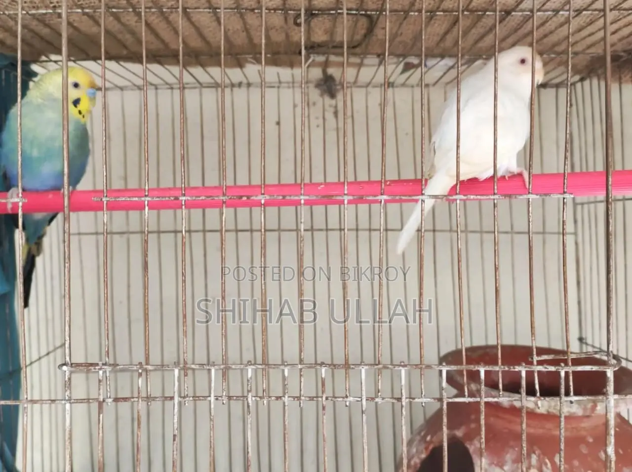 Colorful feathered birds looking for a loving home