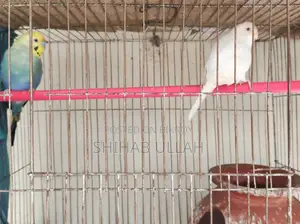 Colorful feathered birds looking for a loving home