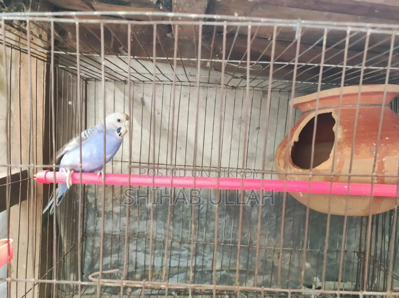 Colorful feathered birds looking for a loving home