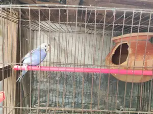 Colorful feathered birds looking for a loving home