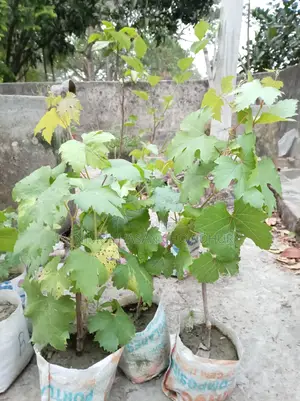Baikonur (Sweet) Grape Sapling