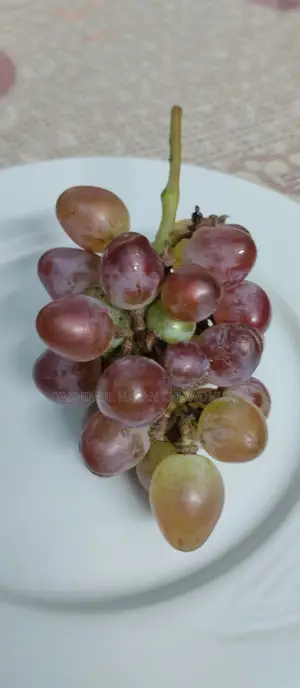 Baikonur (Sweet) Grape Sapling