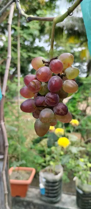 Baikonur (Sweet) Grape Sapling