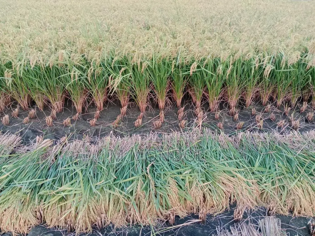 বাঁশমতী ধান
