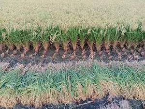 বাঁশমতী ধান