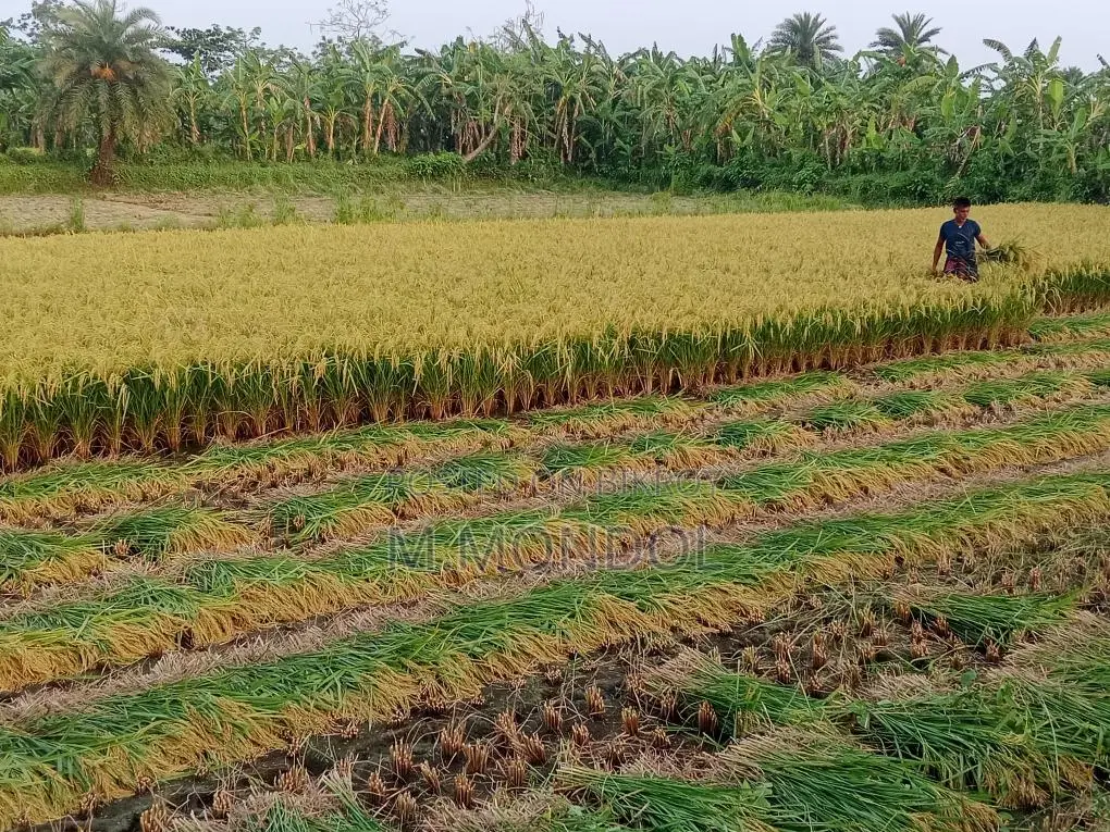 বাঁশমতী ধান